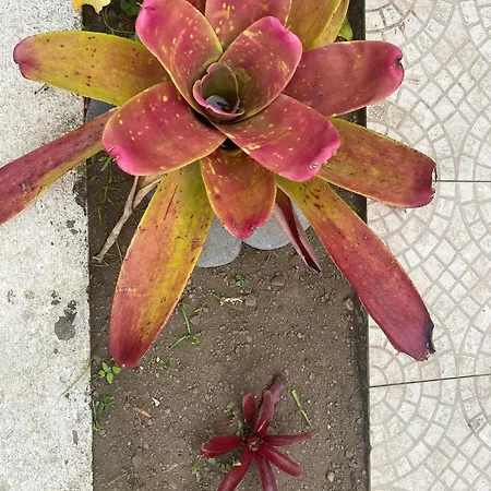 מלון דירות Sao Joao 3*